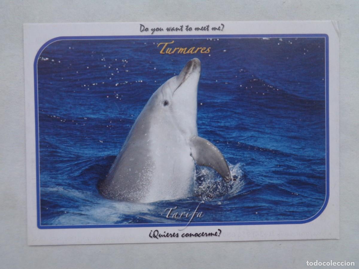 Postales: POSTAL DE UN DELFIN . TARIFA - Foto 1