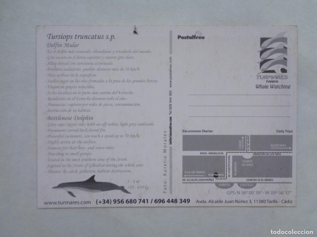 Postales: POSTAL DE UN DELFIN . TARIFA - Foto 2