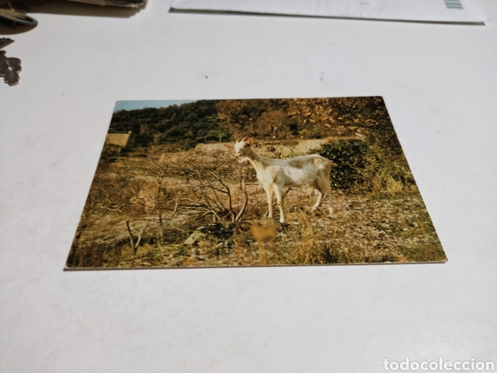 Postais: Postal chevre cevenole,cabra