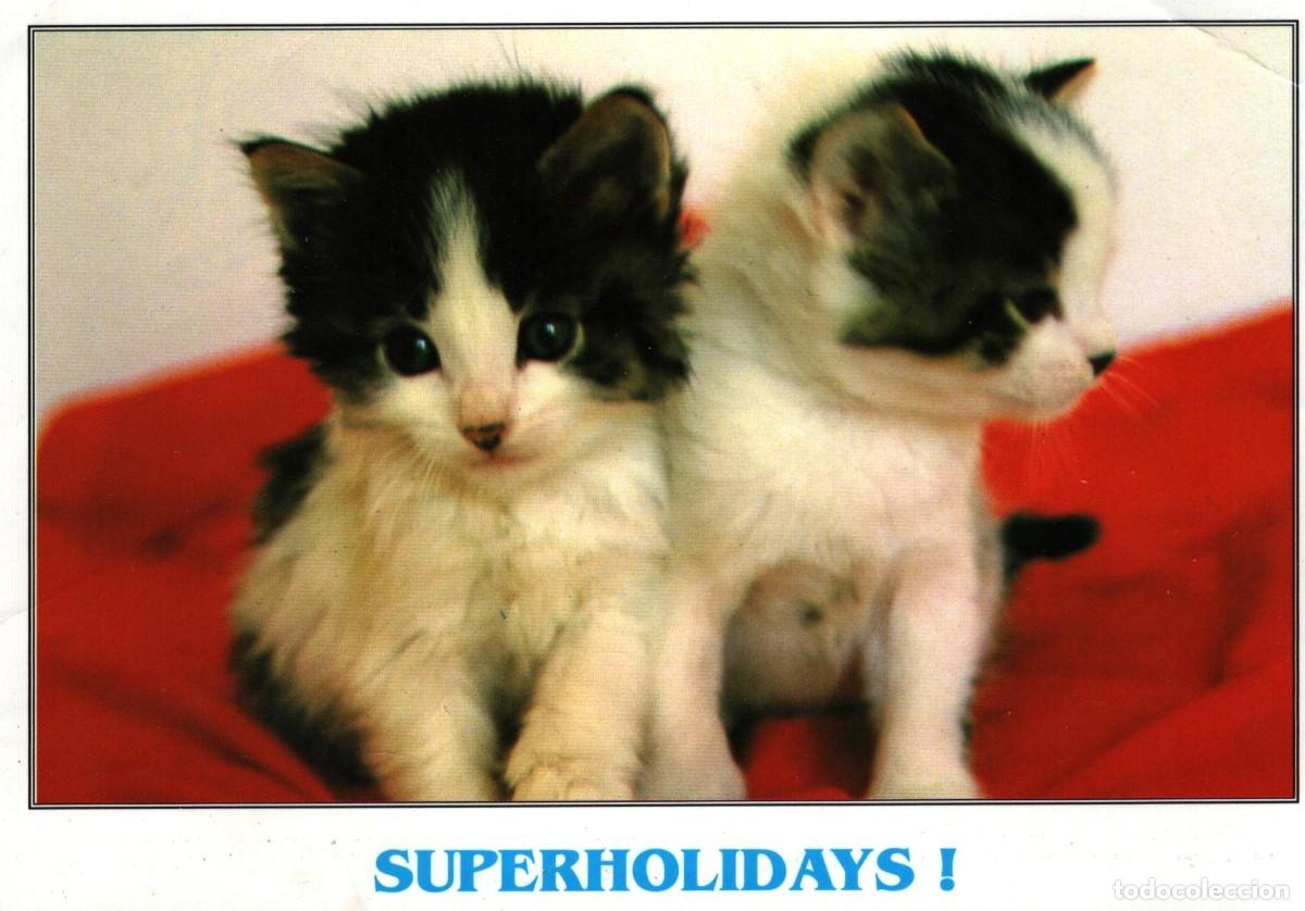 Postales: postal 2 gatos peque&ntilde;os sin circular Superholidays