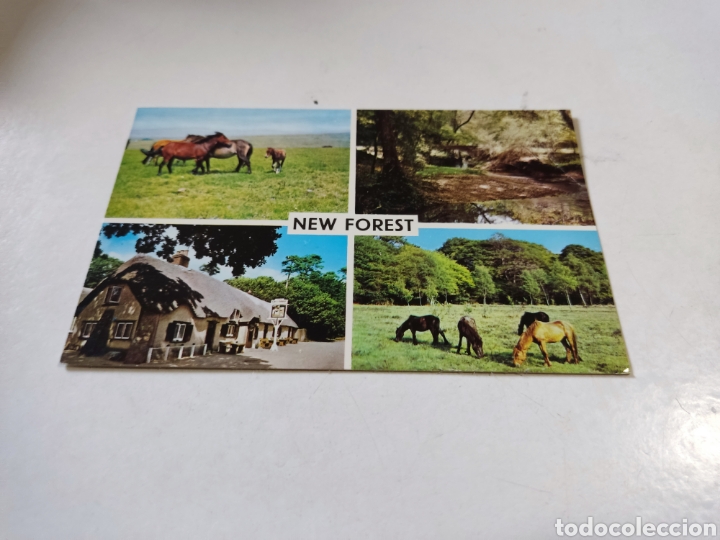Postales: Postal new forest, caballos - Foto 1
