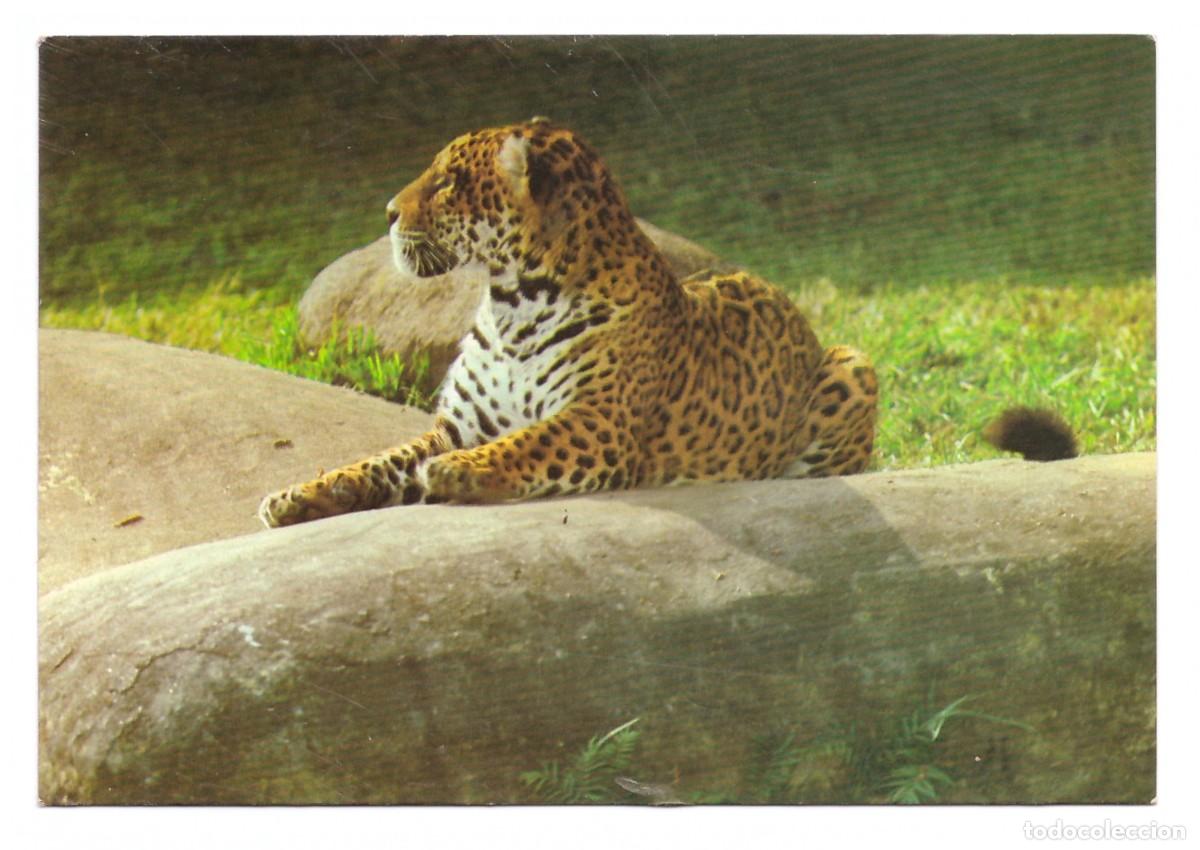 Postkarten: BRASIL &bull; COLE&Ccedil;&Atilde;O DID&Aacute;TICA &bull; ON&Ccedil;A PINTADA - FELIS ONSA