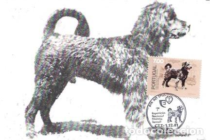 Postkarten: Portugal & Maxima, Perro de Agua, Perros de Raza Portuguesa, Faro 1981 (3321)