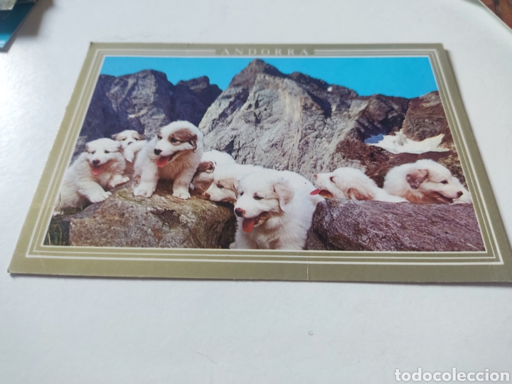 Postales: Postal Andorra perros - Foto 1