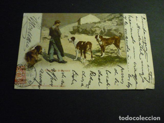 Postales: PERROS SAN BERNARDO POSTAL - Foto 1