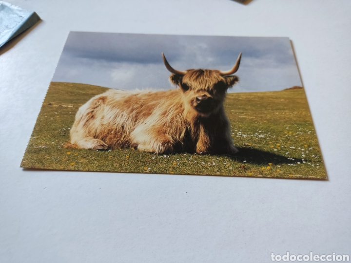 Postkarten: Postal scotlan Highland cow
