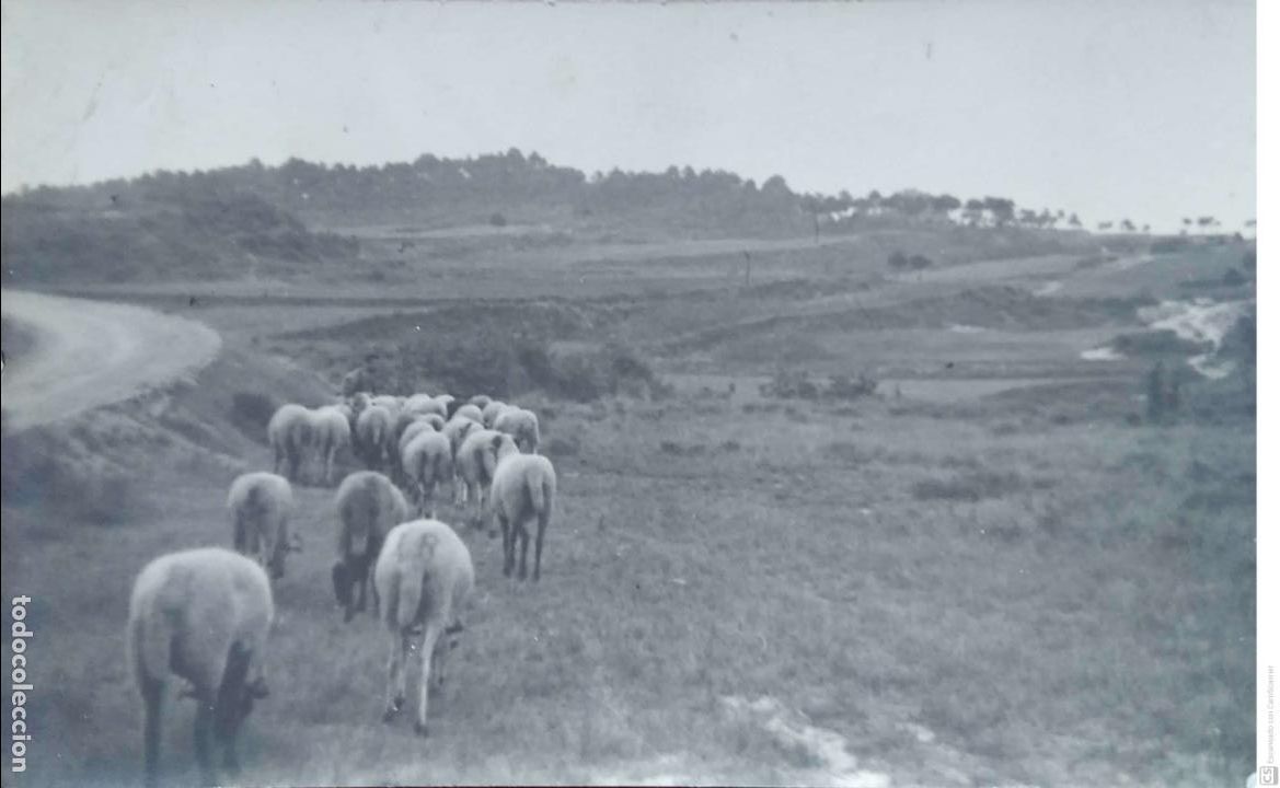 Postkarten: Vista con reba&ntilde;o de ovejas. Tensi. Nueva. Blanco/Negro