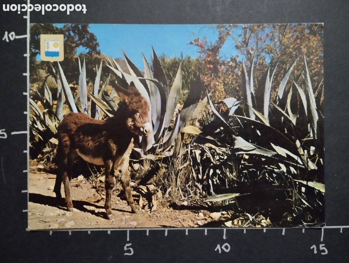Postales: POSTAL. ANIMALES - COSTA DEL SOL - Foto 1