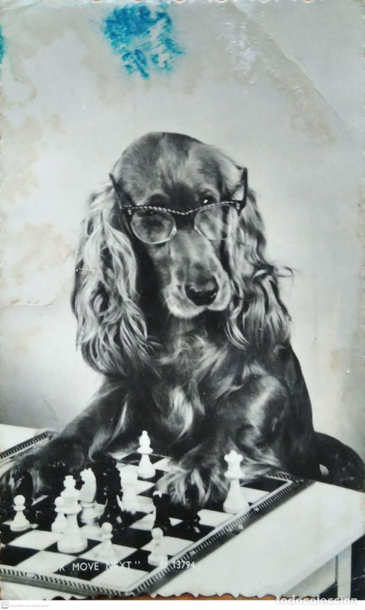 Postkarten: Perro ajedrecista. Postal inglesa. Usada con sello. Blanco/Negro. Ver foto por mancha y rotura.