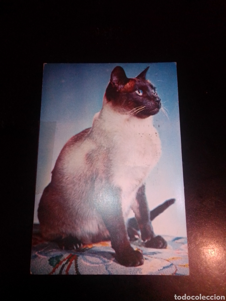 Postkarten: Postal GranBreta&ntilde;a gatos