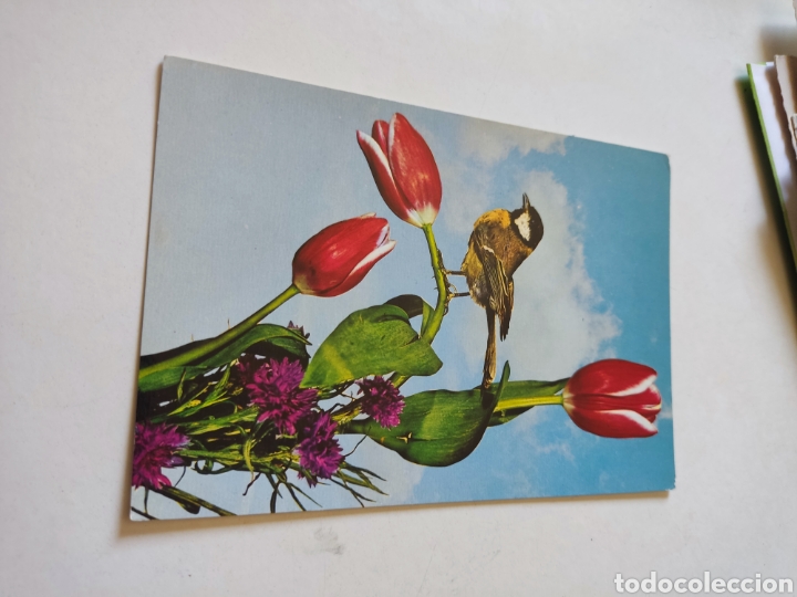 Postkarten: Postal p&aacute;jaro.flores