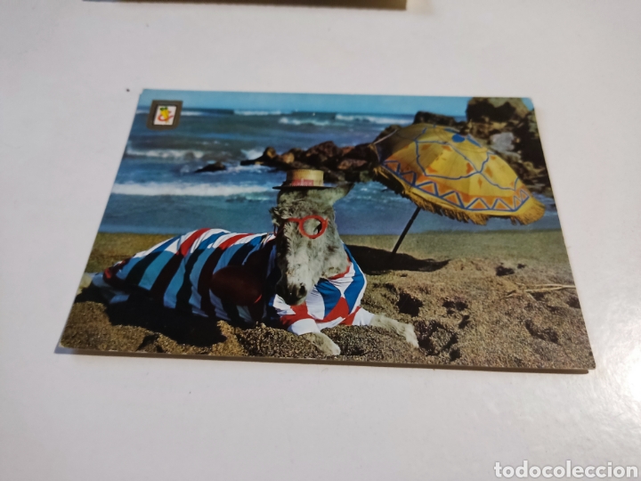 Postales: Postal borriquito en la playa - Foto 1