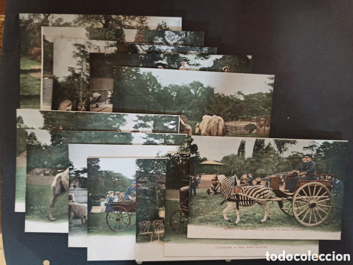 Postkarten: Serie de 12 postales antiguas de Zool&oacute;gico. Sin circular.