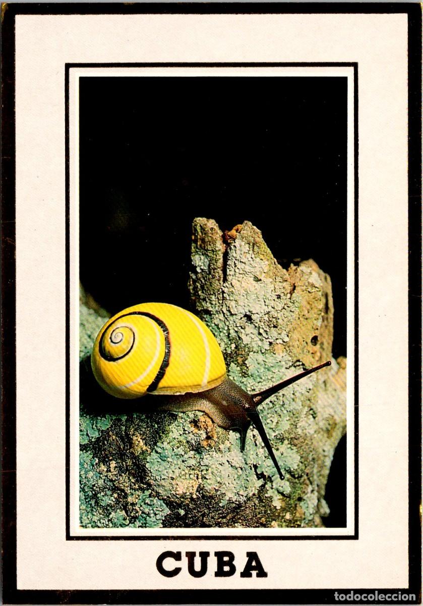 Postales: Cuba - Polimitas (Moluscos terrestres de Cuba) - Polymita Picta - Serie Oro OR74 - 147x102mm
