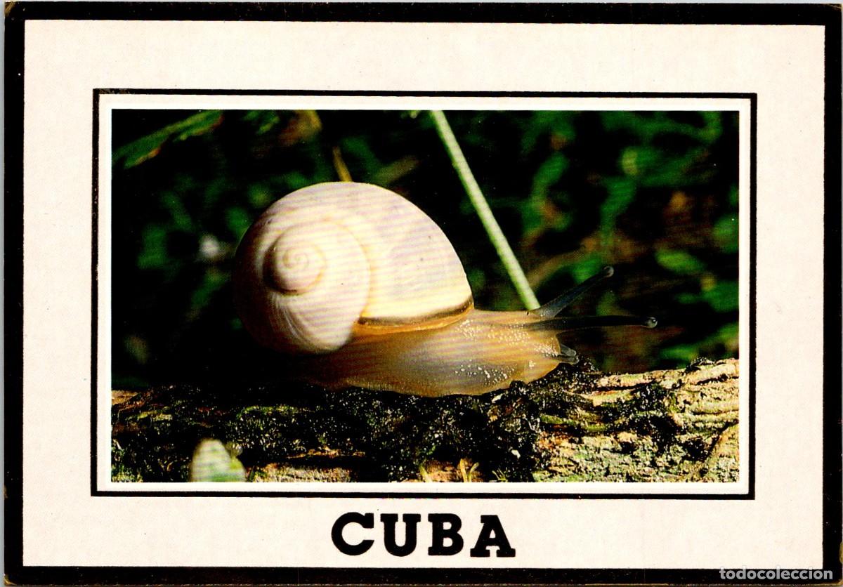 Postales: Cuba - Polimitas (Moluscos terrestres de Cuba) - Polymita venusta - Serie Oro OR75 - 147x102mm