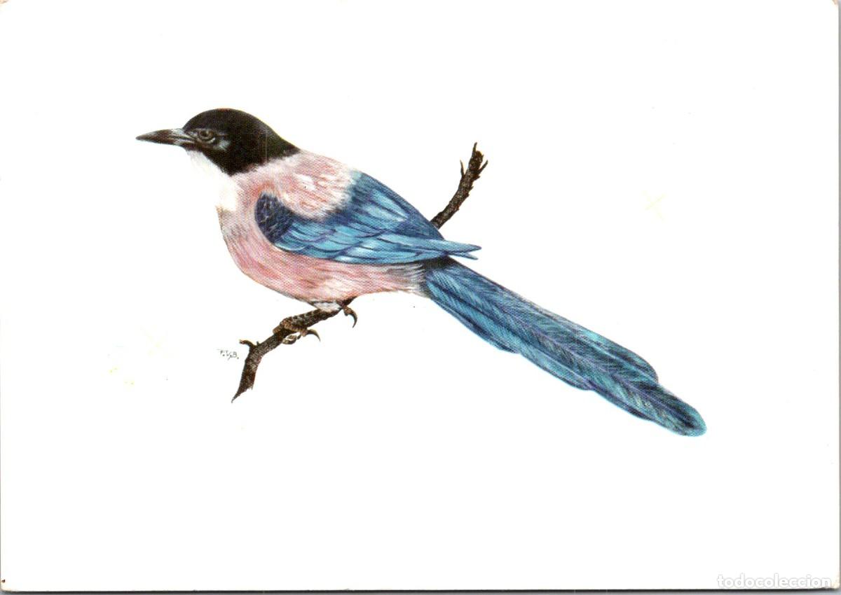 Postais: Rabilargo - Adenex - Asociaci&oacute;n para la Defensa de la Naturaleza y de los Recursos de Extremadura