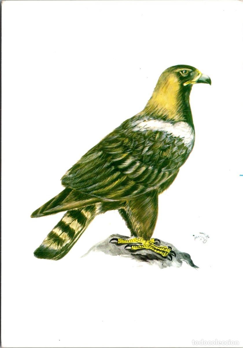 Postais: &Aacute;guila Imperial -Adenex-Asociaci&oacute;n para la Defensa de la Naturaleza y de los Recursos de Extremadura