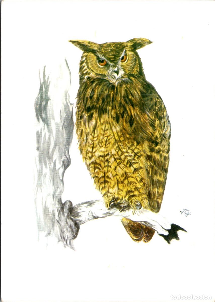 Postais: B&uacute;ho Real - Adenex - Asociaci&oacute;n para la Defensa de la Naturaleza y de los Recursos de Extremadura