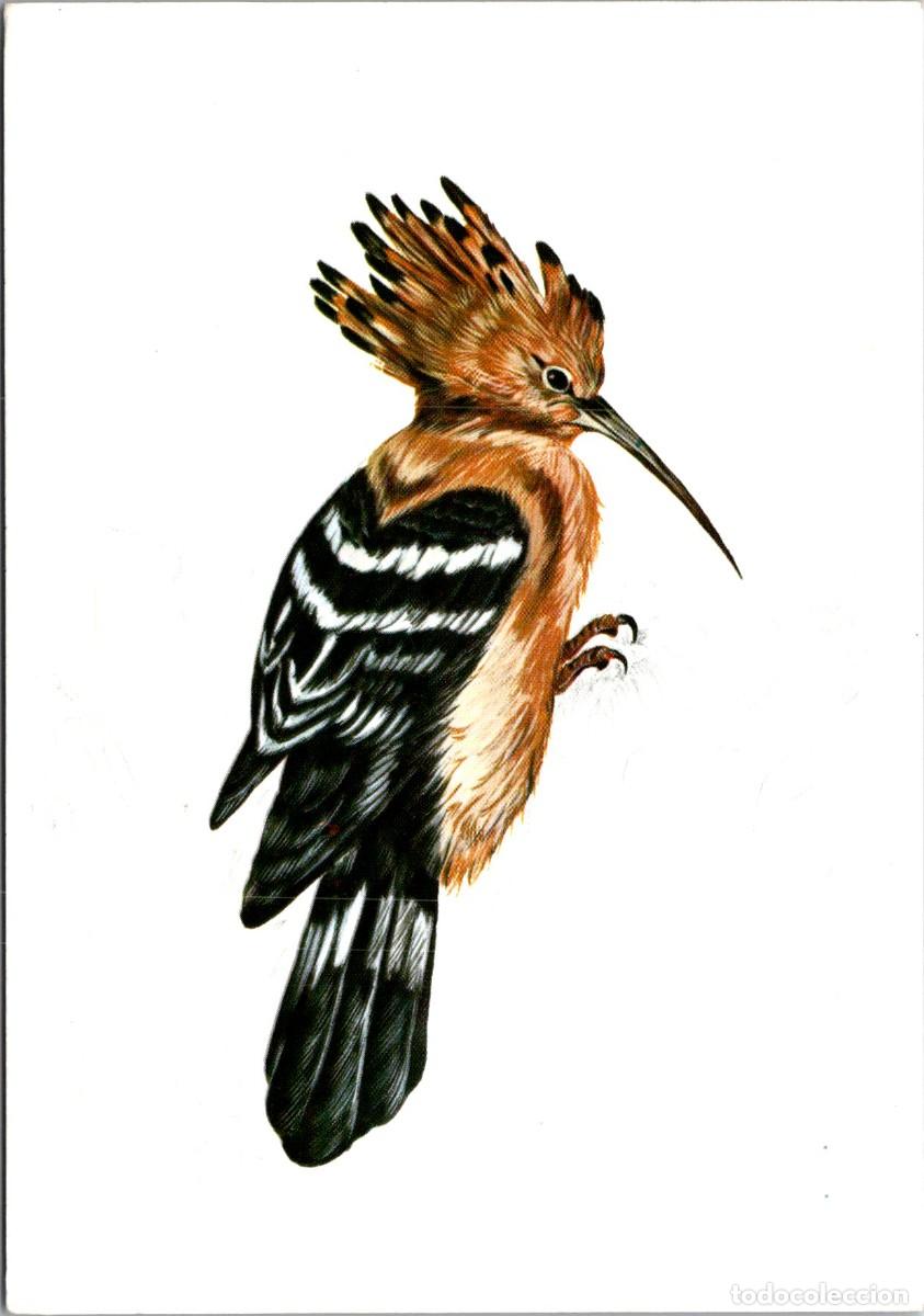 Postales: Abubilla - Adenex - Asociaci&oacute;n para la Defensa de la Naturaleza y de los Recursos de Extremadura