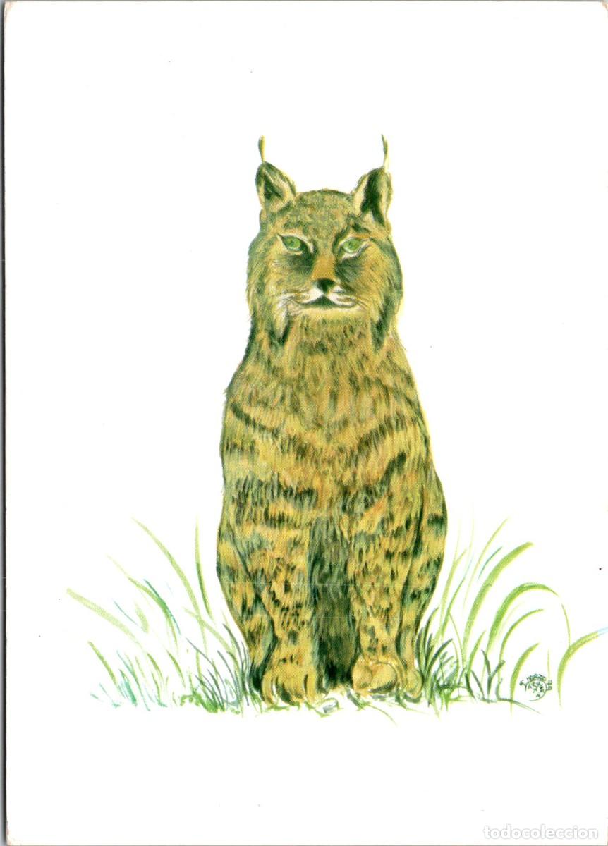 Postales: Lince Ib&eacute;rico- Adenex - Asociaci&oacute;n para la Defensa de la Naturaleza y de los Recursos de Extremadura