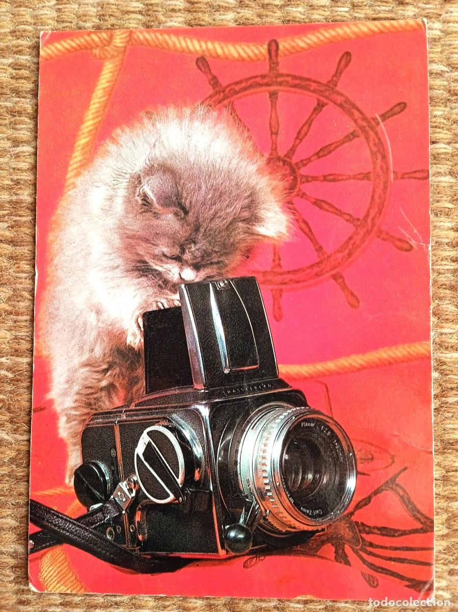 Postales: GATO CON CAMARA FOTOGRAFICA