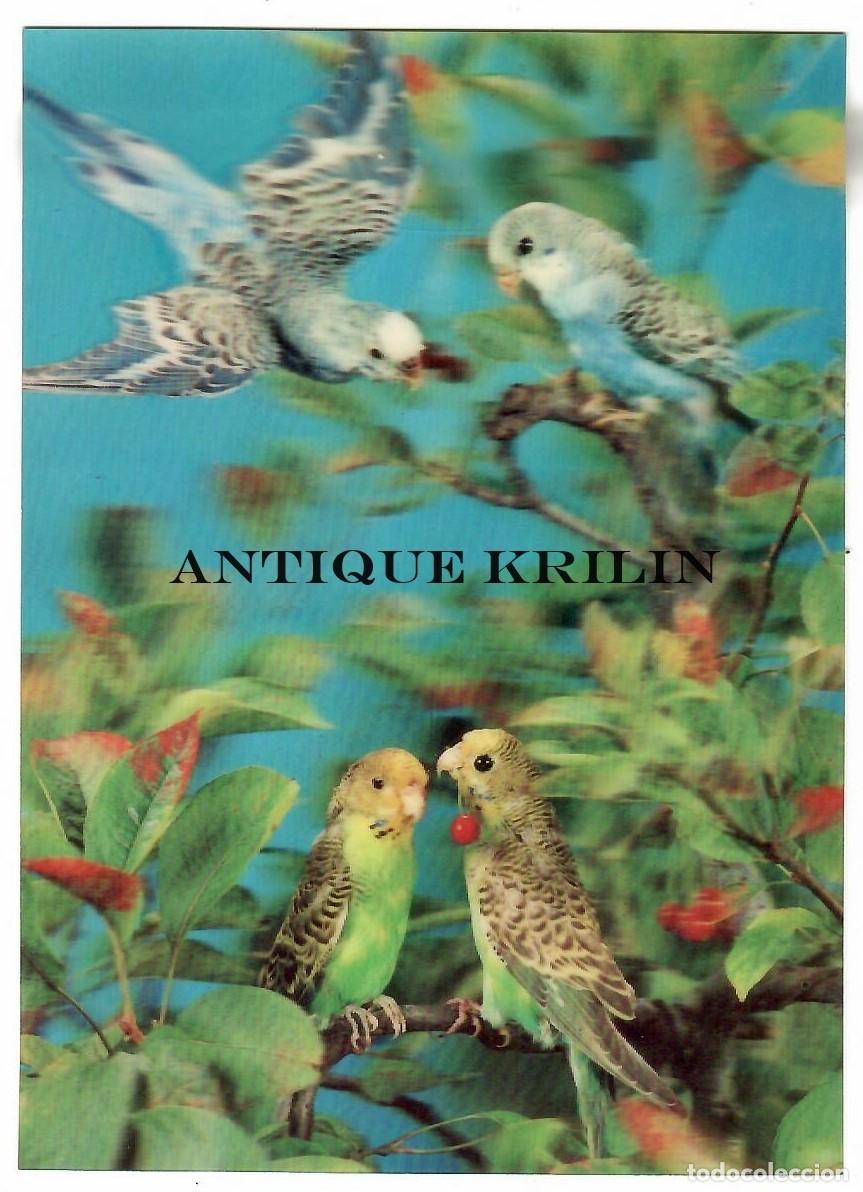 Postales: POSTAL EFECTOS 3D / PERIQUITOS / SIN CIRCULAR