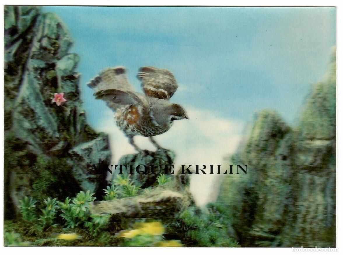 Postales: POSTAL EFECTOS 3D / AVES / SIN CIRCULAR