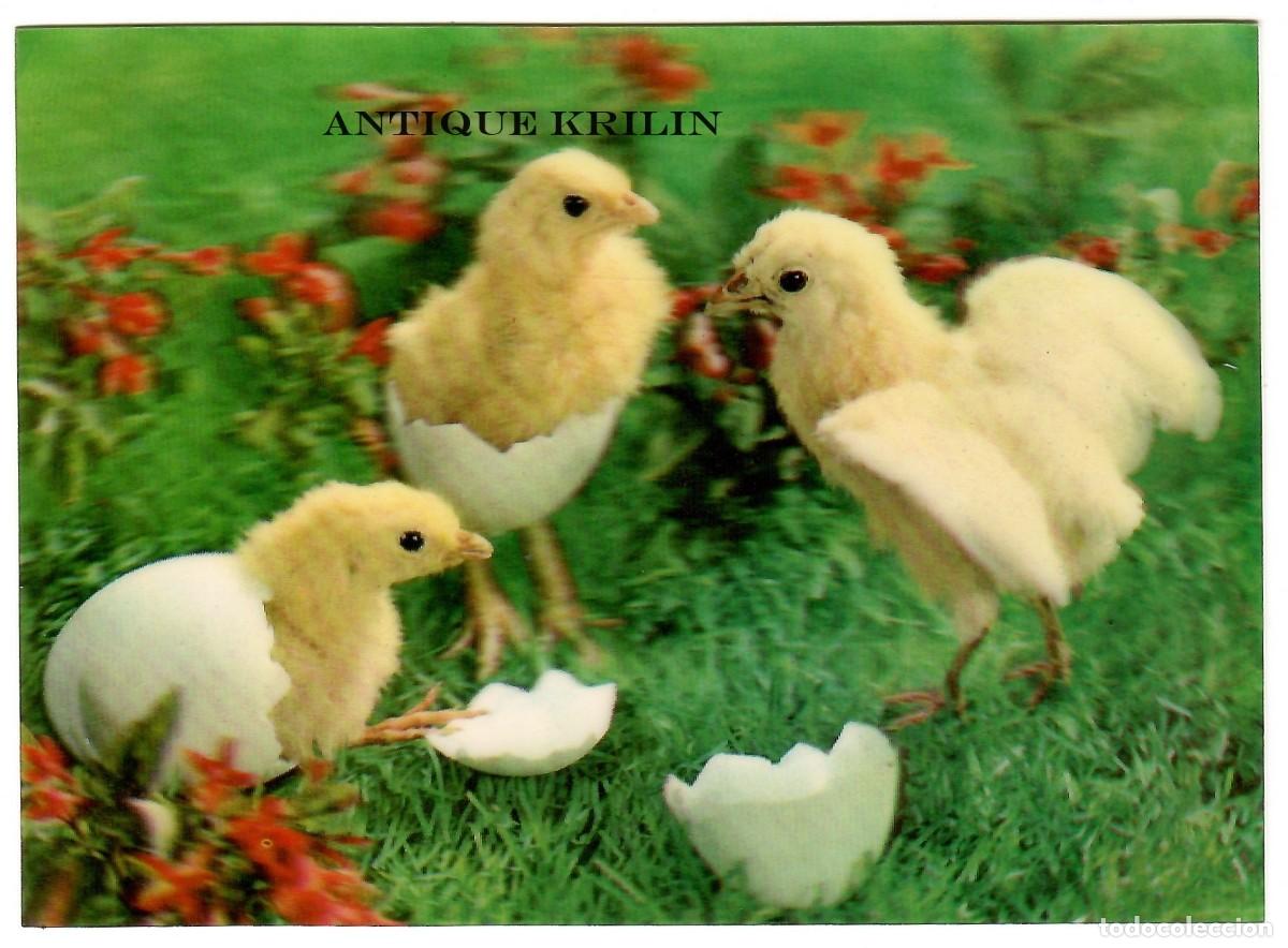 Postales: POSTAL EFECTOS 3D / POLLOS / SIN CIRCULAR - Foto 1