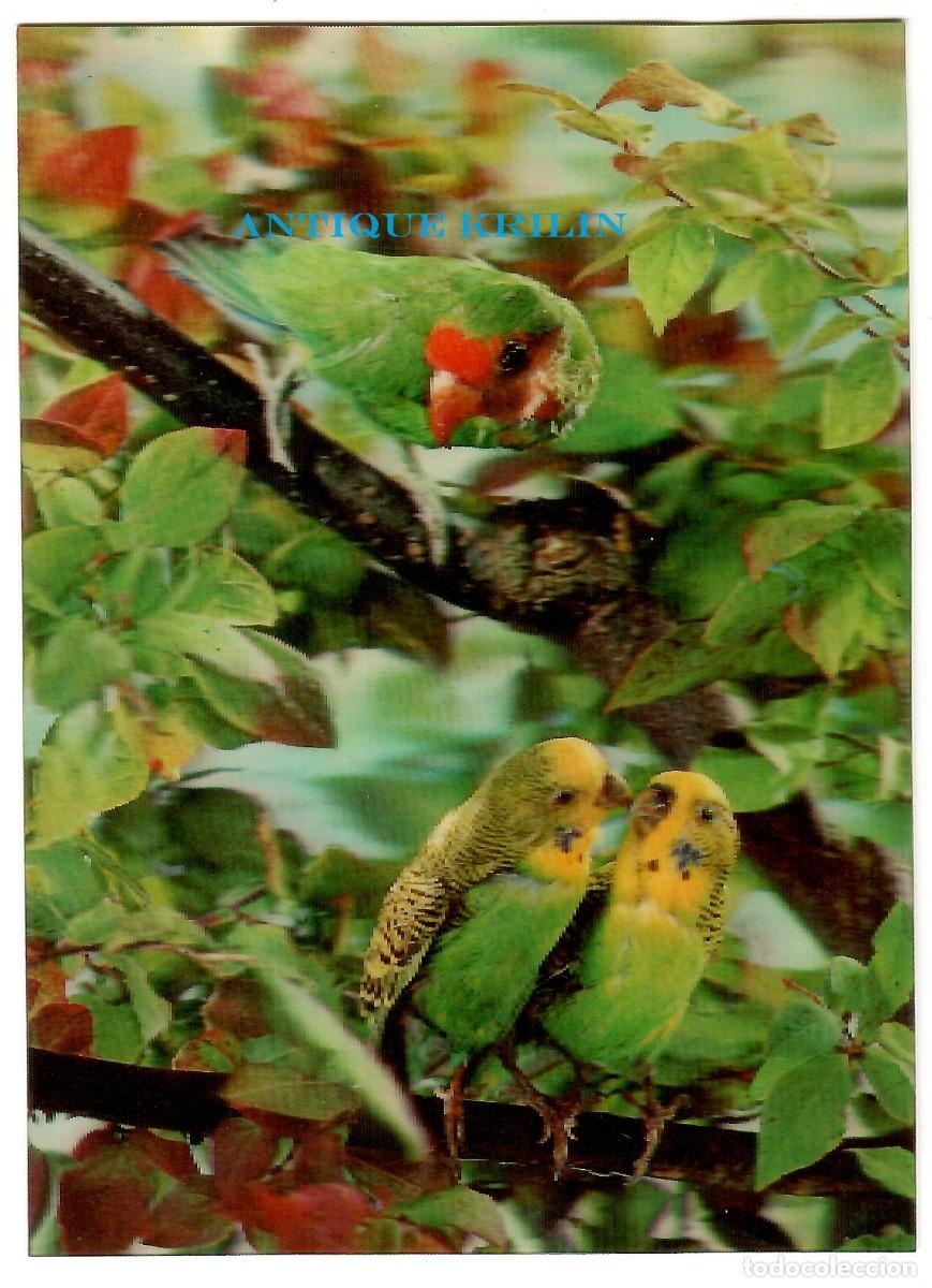 Postales: POSTAL EFECTOS 3D / PERIQUITOS / SIN CIRCULAR