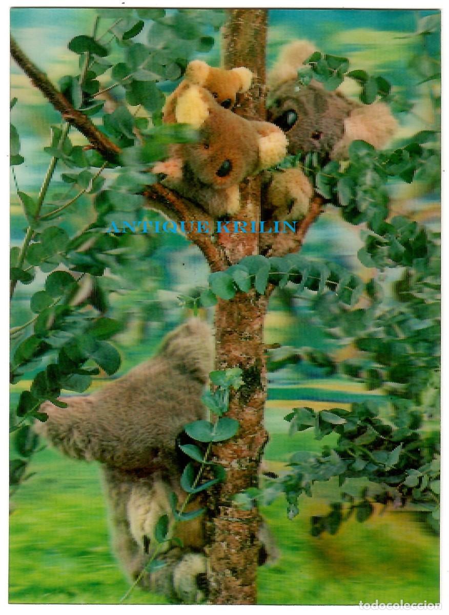 Postales: POSTAL EFECTOS 3D / KOALA / SIN CIRCULAR - Foto 1