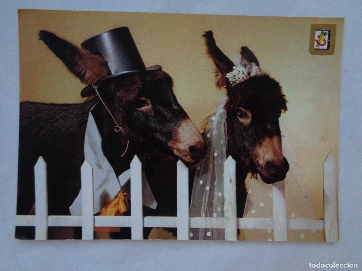 Postcards: POSTAL DE BURROS , SERIE ANIMALES COMICOS . A&Ntilde;OS 70