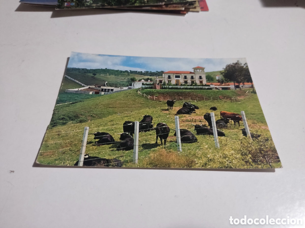 Postales: Postal Espa&ntilde;a ganader&iacute;a de reses bravas