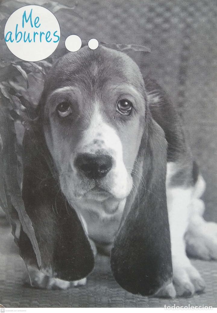 Postales: Made in Catalonia. Perro inteligente. Pops. Nueva. Color