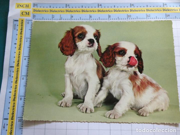 Postales: POSTAL DE ANIMALES. PERROS PERRITOS. . 608 - Foto 1