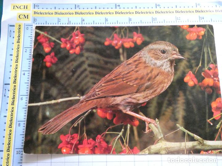 Postales: POSTAL DE ANIMALES. AVES. ACENTOR COM&Uacute;N. 611 - Foto 1