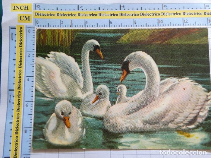 Postales: POSTAL DE ANIMALES. CISNES. 622 - Foto 1