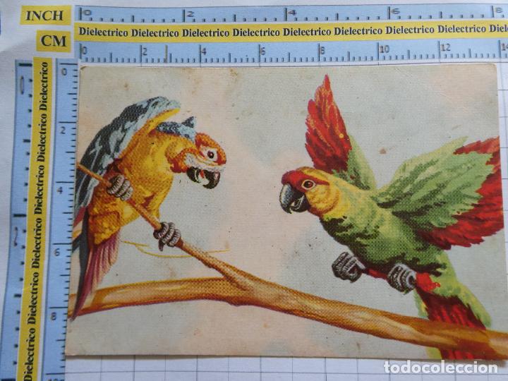 Postales: POSTAL DE ANIMALES. LOROS. AVES. 624 - Foto 1