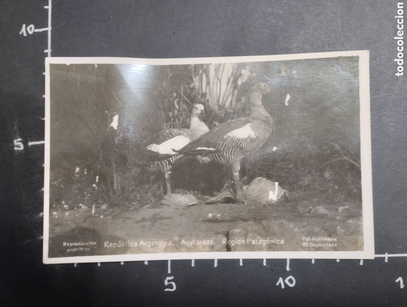 Postcards: POSTAL ANTIGUA. ANIMALES - AVUTARDAS. REGI&Oacute;N PATAG&Oacute;NICA (REP&Uacute;BLICA ARGENTINA)