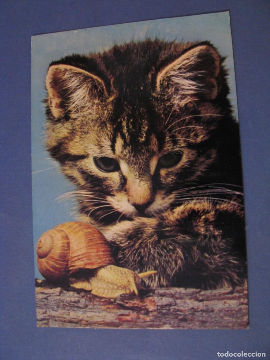 Postales: POSTAL DE UN GATO. ECL. ESCRITA. - Foto 1