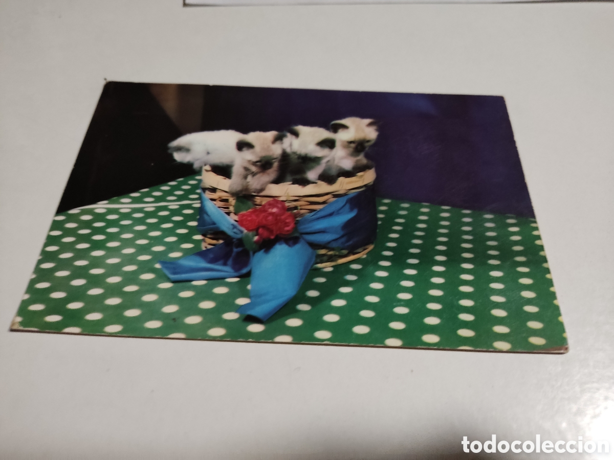 Postales: Postal animales gatitos - Foto 1