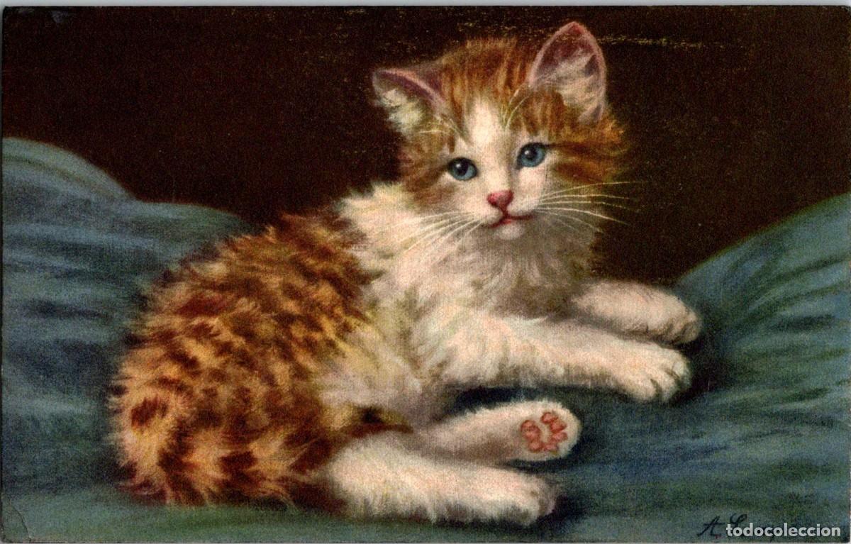 Cartes Postales: Dulce gatito, parece una bola de nieve... - Ed. Stohli n&ordm; 169 - 139x88mm