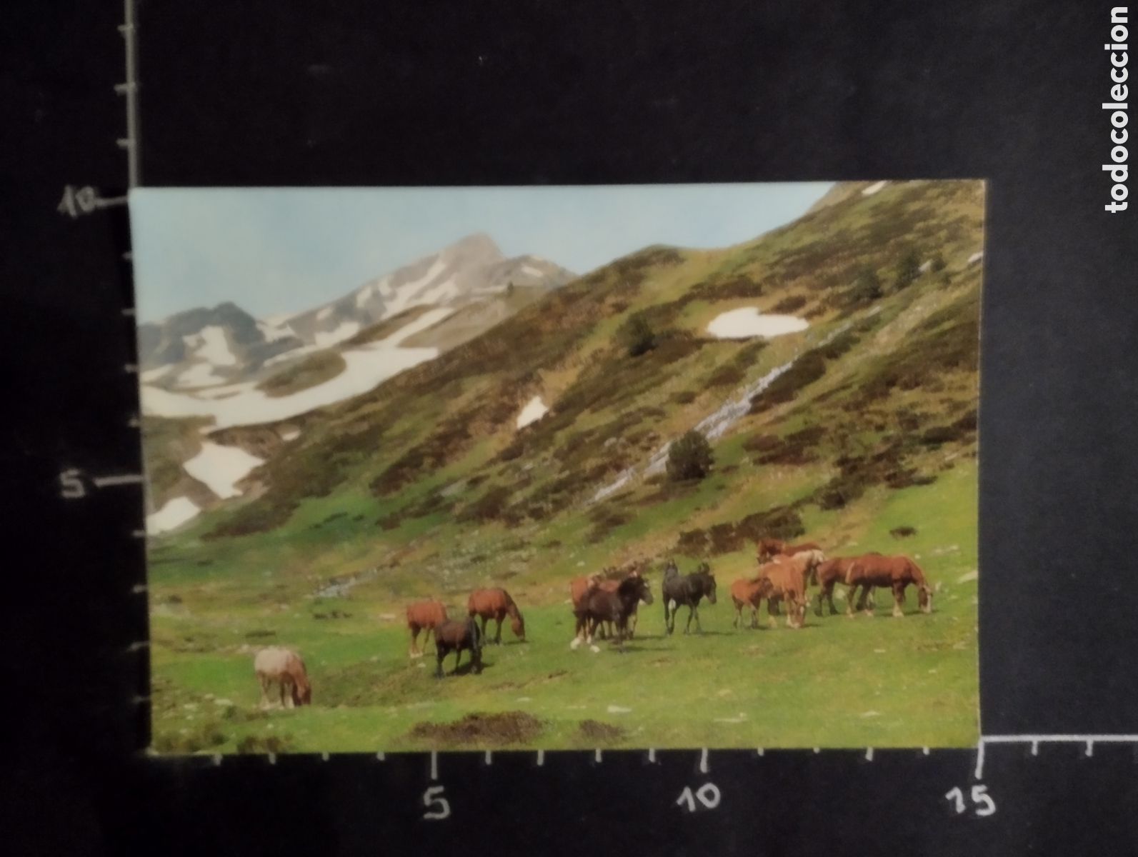 Postcards: POSTAL. ANIMALES - CABALLOS PASTANDO EN EL MONTE
