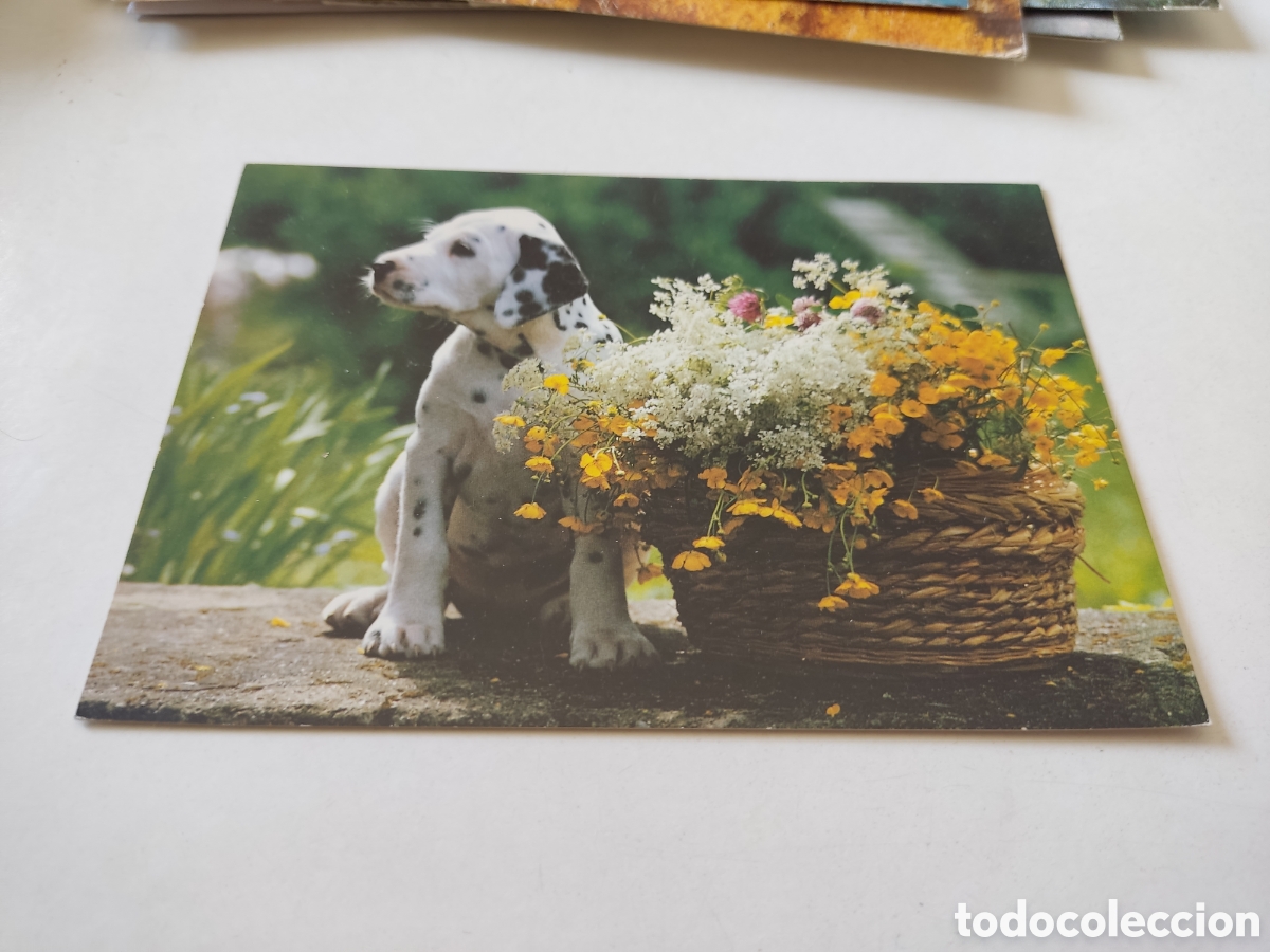 Postcards: Postal perrito flores