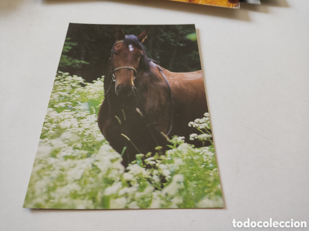 Postales: Postal caballo - Foto 1