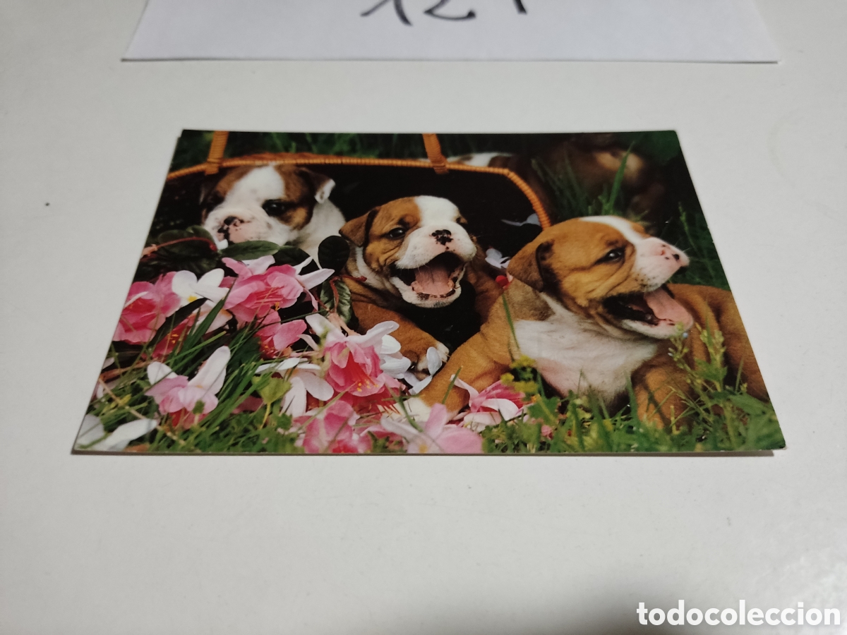 Postales: Postal perros - Foto 1