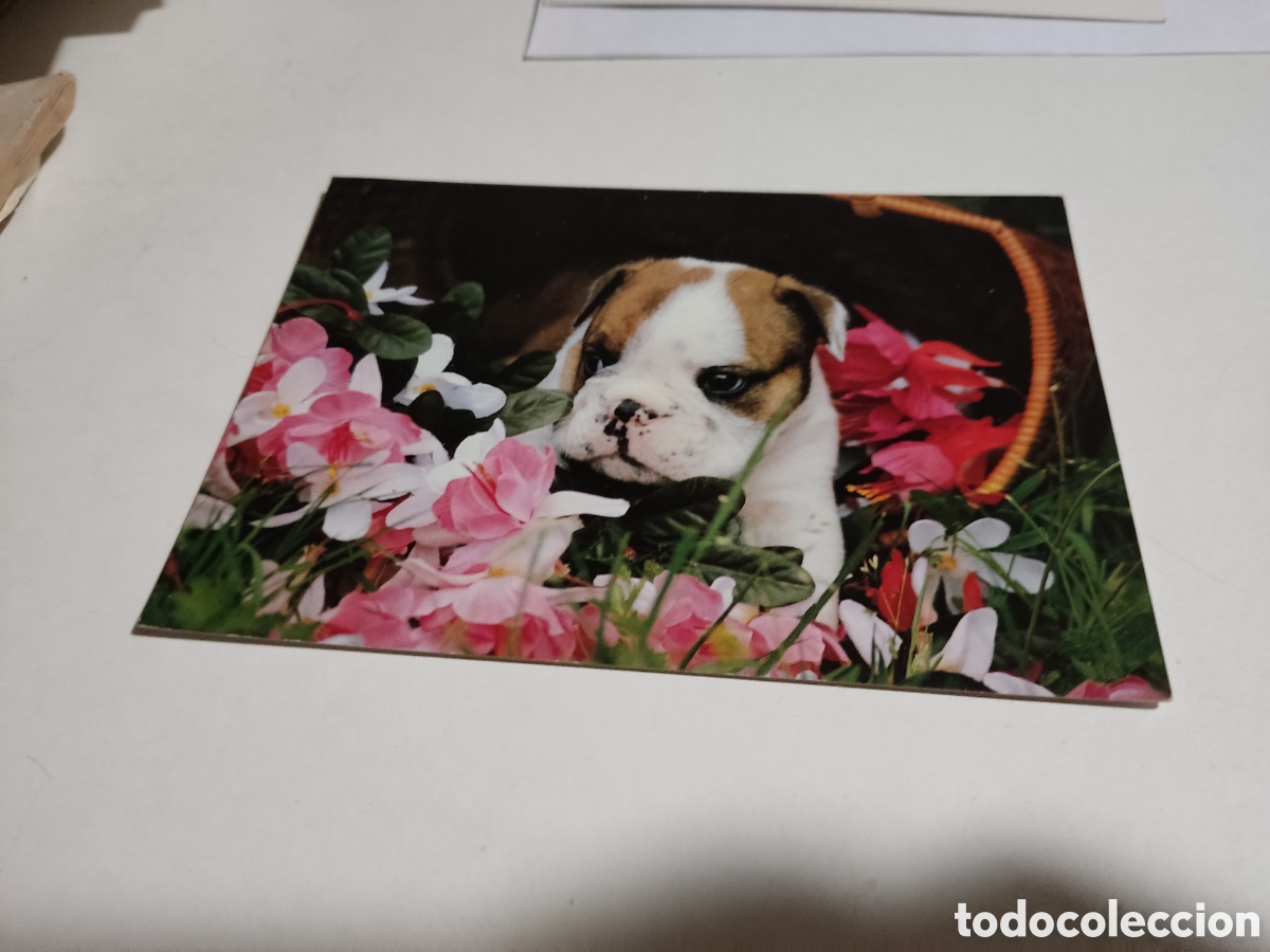 Postales: Postal perro - Foto 1