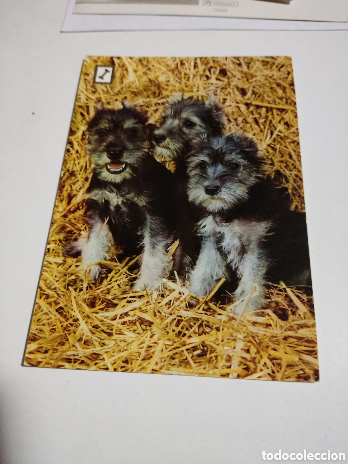 Postales: Postal perros - Foto 1