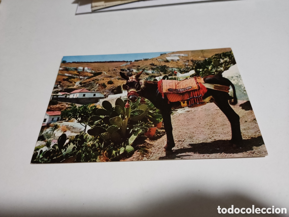 Postcards: Postal Espa&ntilde;a el burro Chumbito