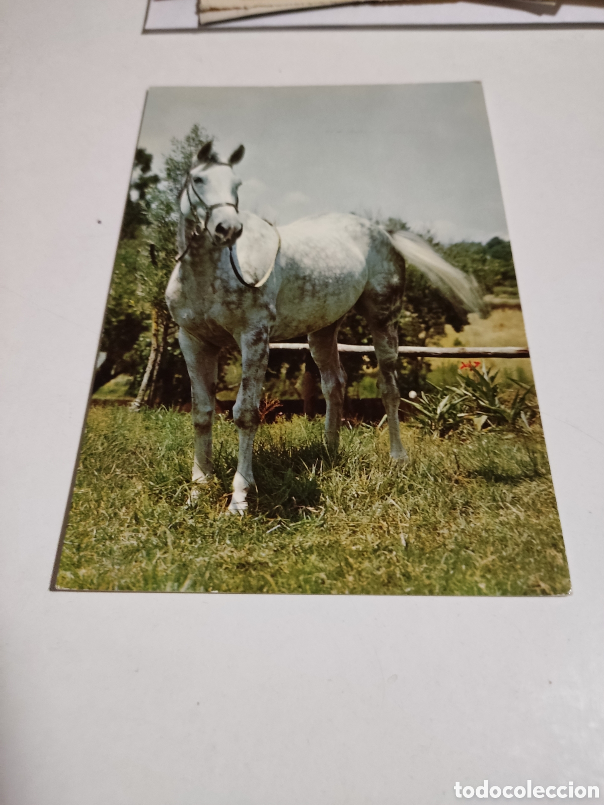 Postales: Postal caballo - Foto 1