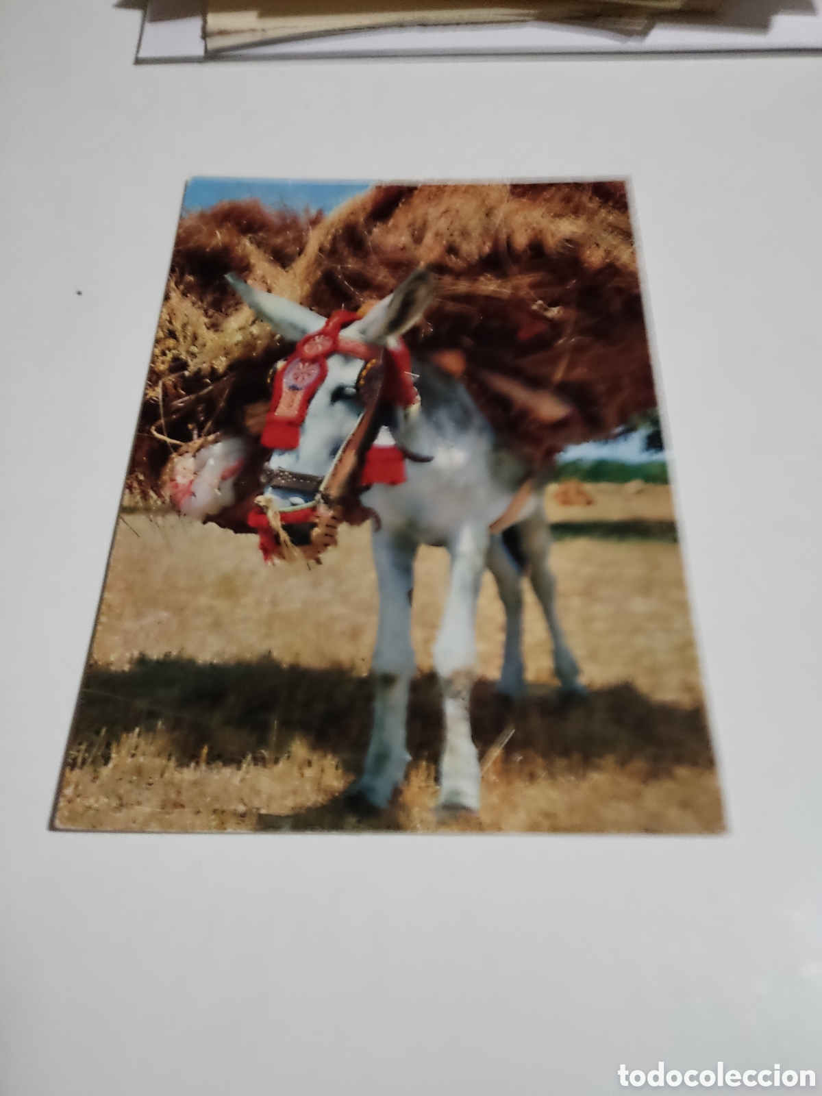 Postales: Postal Espa&ntilde;a burro - Foto 1
